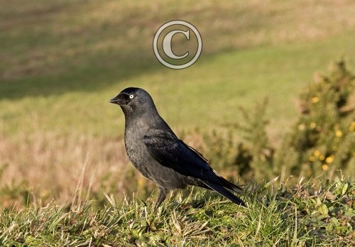 Jackdaw DM0786